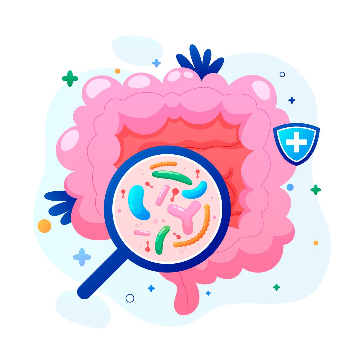 The Gut Microbiome Test